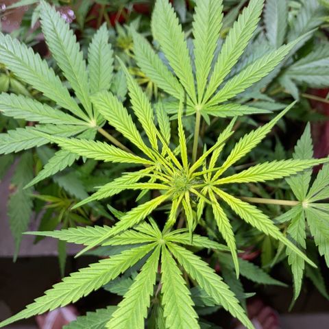 Semente de prensado 2 plantas  growlog timeline photo