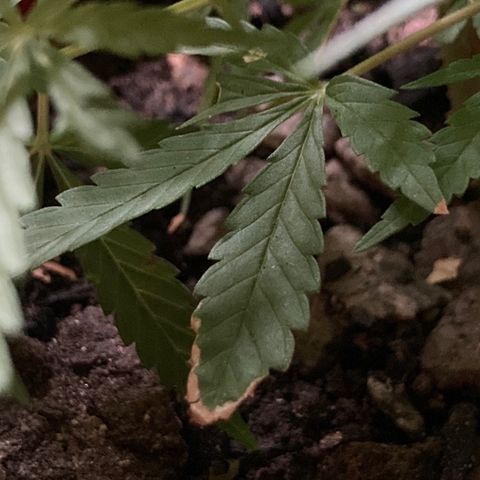 Semente de prensado 2 plantas  growlog timeline photo