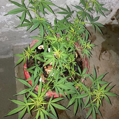 Semente de prensado 2 plantas  growlog timeline photo