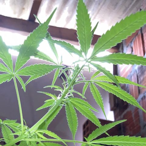 Semente de prensado 2 plantas  growlog timeline photo