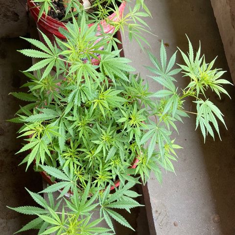 Semente de prensado 2 plantas  growlog timeline photo