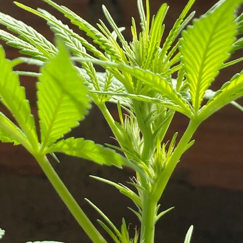 Semente de prensado 2 plantas  growlog timeline photo