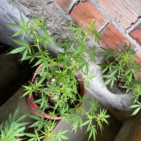 Semente de prensado 2 plantas  growlog timeline photo