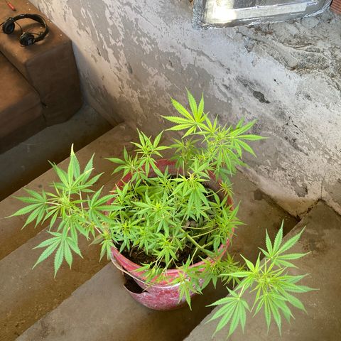 Semente de prensado 2 plantas  growlog photo: Retirada de algumas folhas para pegar mais luz em baixo 