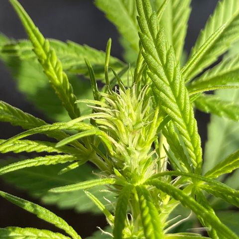 Semente de prensado 2 plantas  growlog photo: Retirada de algumas folhas para pegar mais luz em baixo 