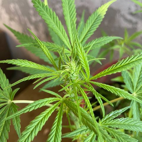 Semente de prensado 2 plantas  growlog photo: Retirada de algumas folhas para pegar mais luz em baixo 
