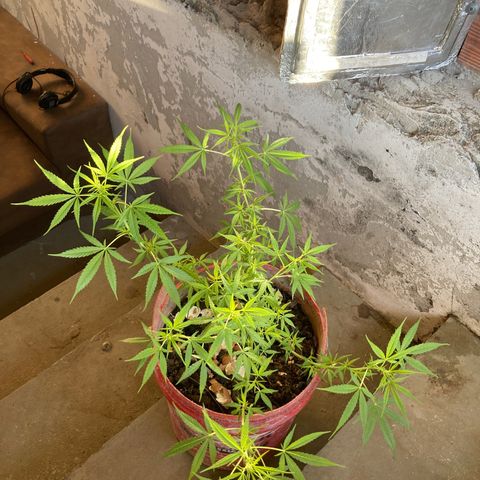Semente de prensado 2 plantas  growlog photo: Retirada de algumas folhas para pegar mais luz em baixo 