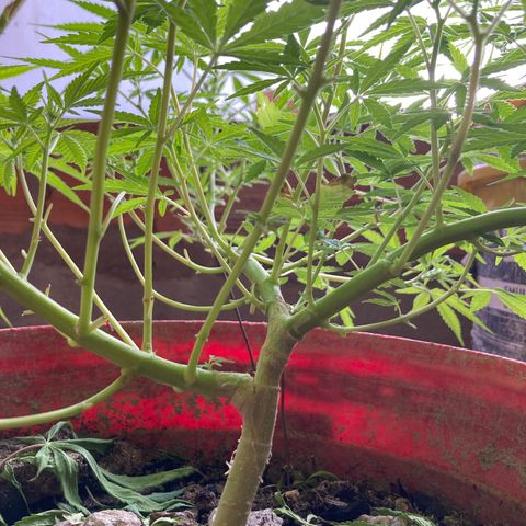Semente de prensado 2 plantas  growlog timeline photo