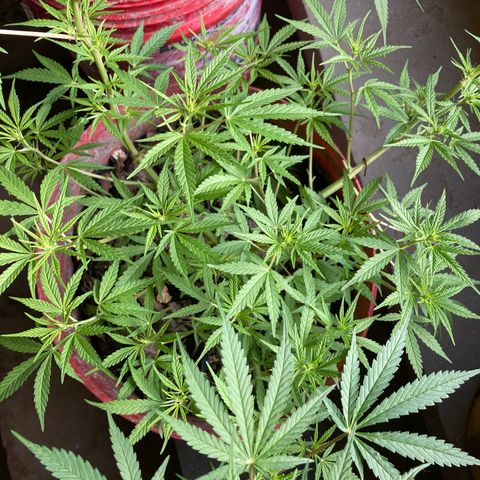 Semente de prensado 2 plantas  growlog timeline photo