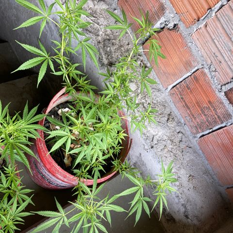 Semente de prensado 2 plantas  growlog timeline photo