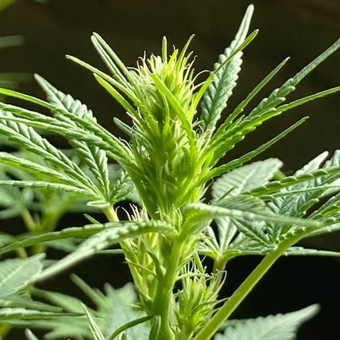 Semente de prensado 2 plantas  growlog timeline photo