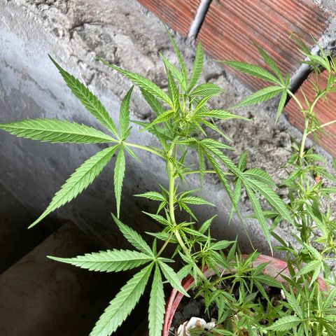 Semente de prensado 2 plantas  growlog timeline photo