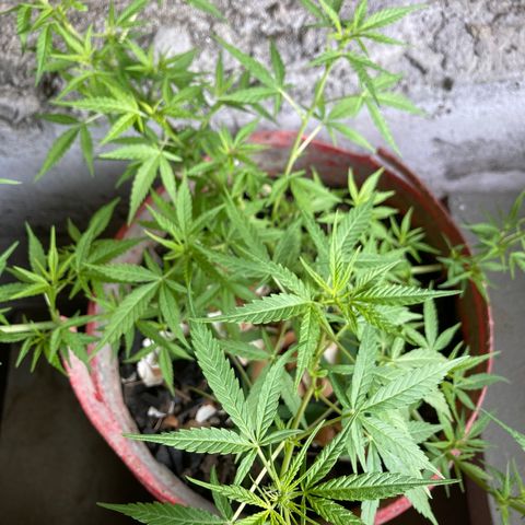 Semente de prensado 2 plantas  growlog timeline photo