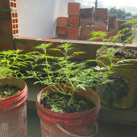 Semente de prensado 2 plantas  growlog timeline photo