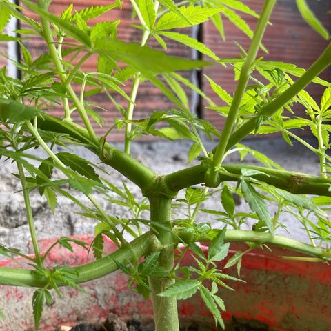 Semente de prensado 2 plantas  growlog timeline photo