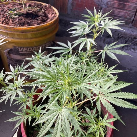 Semente de prensado 2 plantas  growlog timeline photo