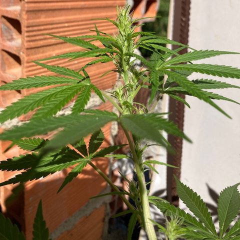 Semente de prensado 2 plantas  growlog timeline photo