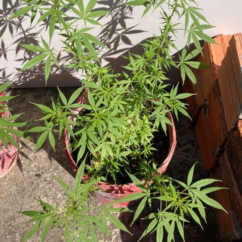 Semente de prensado 2 plantas  growlog timeline photo