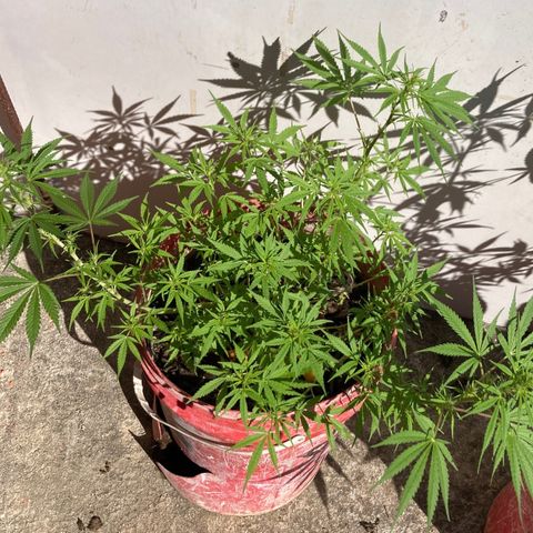 Semente de prensado 2 plantas  growlog timeline photo