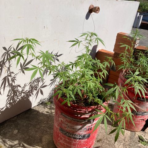 Semente de prensado 2 plantas  growlog timeline photo