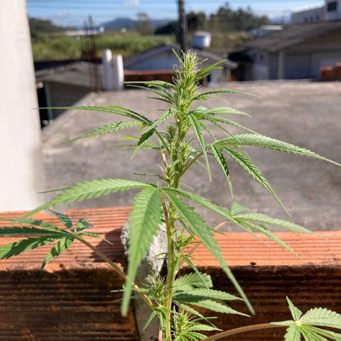 Semente de prensado 2 plantas  growlog timeline photo