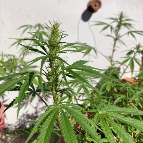 Semente de prensado 2 plantas  growlog timeline photo