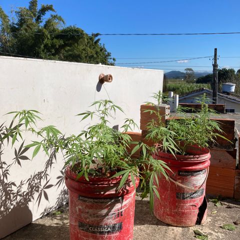 Semente de prensado 2 plantas  growlog timeline photo