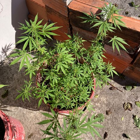 Semente de prensado 2 plantas  growlog timeline photo