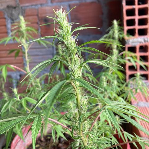 Semente de prensado 2 plantas  growlog timeline photo