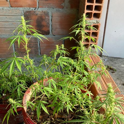 Semente de prensado 2 plantas  growlog timeline photo