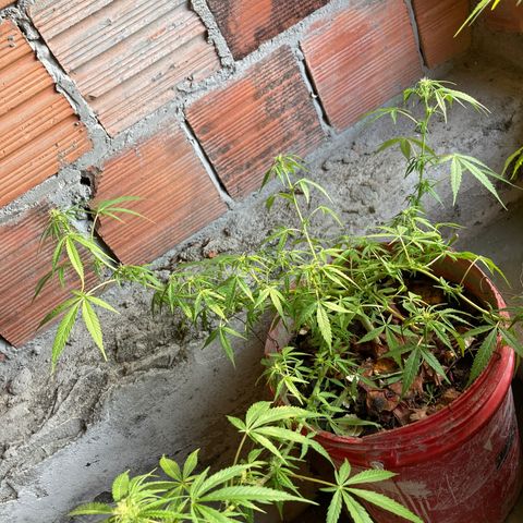 Semente de prensado 2 plantas  growlog timeline photo