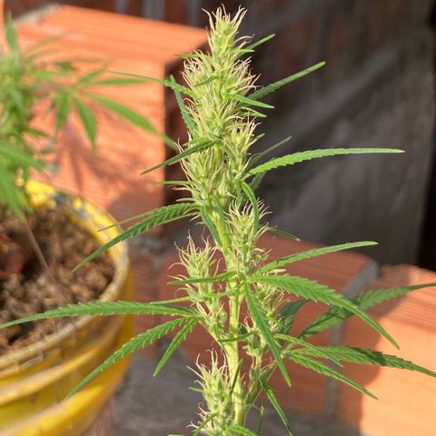 Semente de prensado 2 plantas  growlog timeline photo