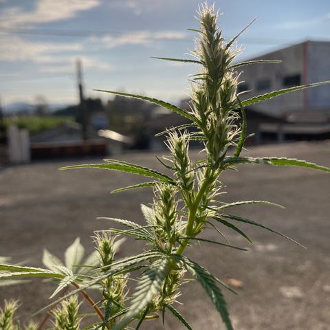 Semente de prensado 2 plantas  growlog timeline photo