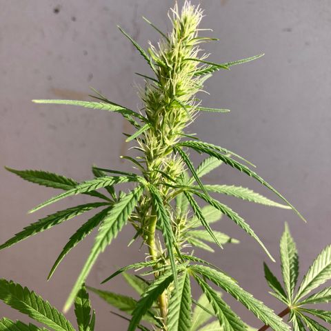 Semente de prensado 2 plantas  growlog timeline photo