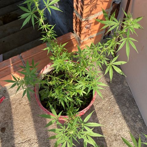 Semente de prensado 2 plantas  growlog timeline photo