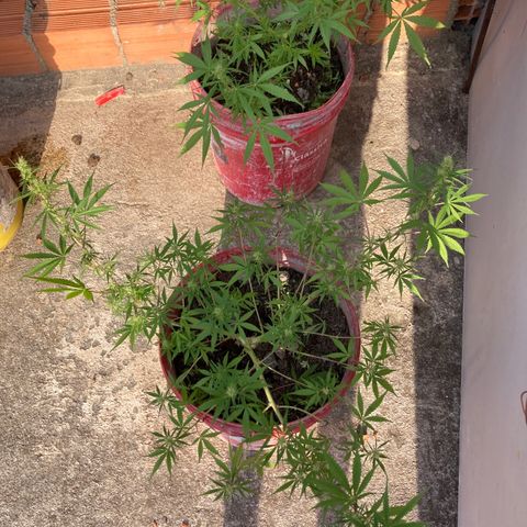 Semente de prensado 2 plantas  growlog timeline photo