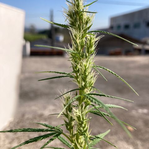 Semente de prensado 2 plantas  growlog timeline photo