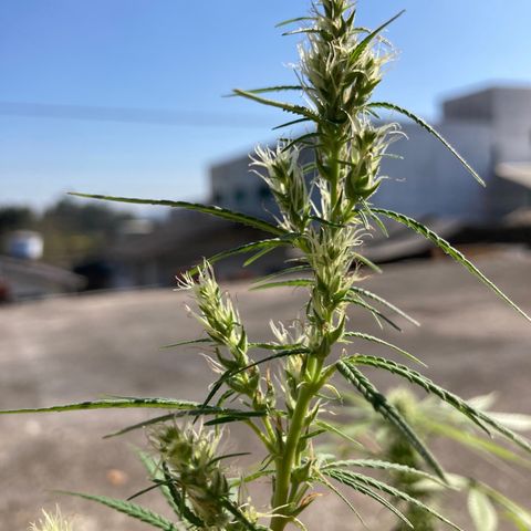 Semente de prensado 2 plantas  growlog timeline photo