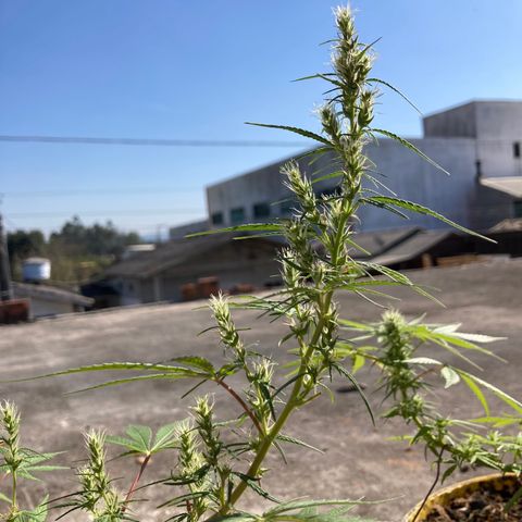 Semente de prensado 2 plantas  growlog timeline photo