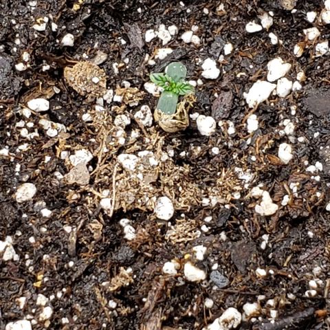 Northern Lights Auto growlog photo: Finally popped out