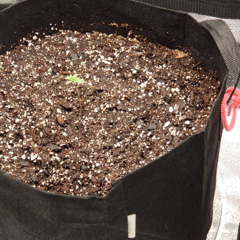 Nerve Gas growlog timeline photo