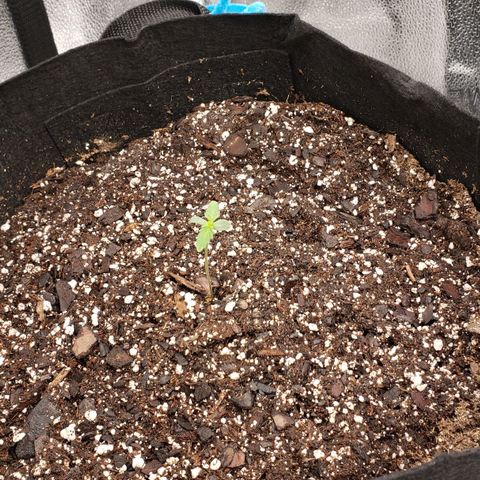 Auto Yeti growlog timeline photo