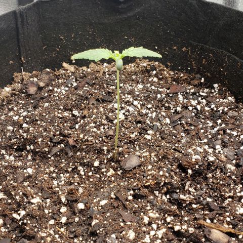Auto Yeti growlog timeline photo