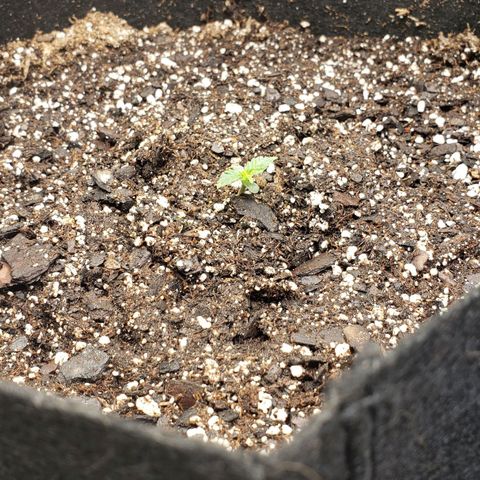 Northern Lights Auto growlog timeline photo