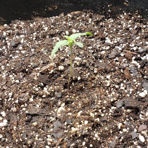 Nerve Gas growlog timeline photo