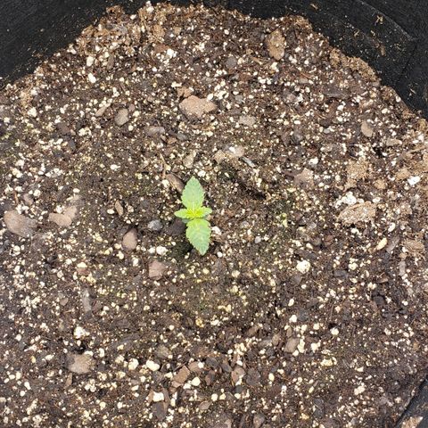 Northern Lights Auto growlog timeline photo