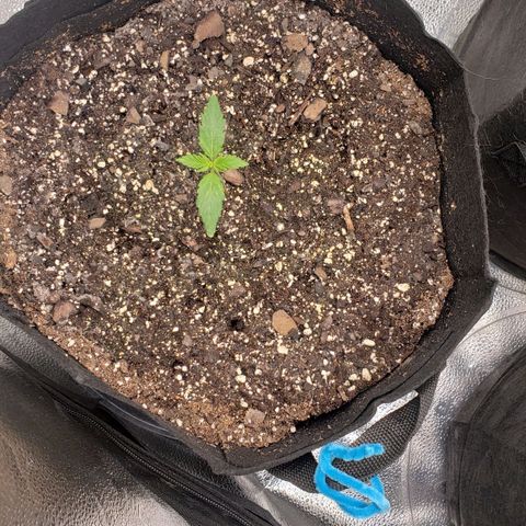 Auto Yeti growlog timeline photo
