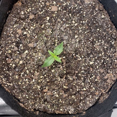 Nerve Gas growlog timeline photo