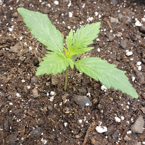 Auto Yeti growlog timeline photo