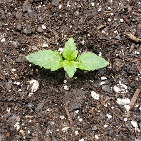 Northern Lights Auto growlog timeline photo